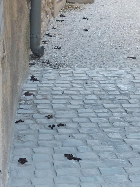 Crottes de chien dans la rue